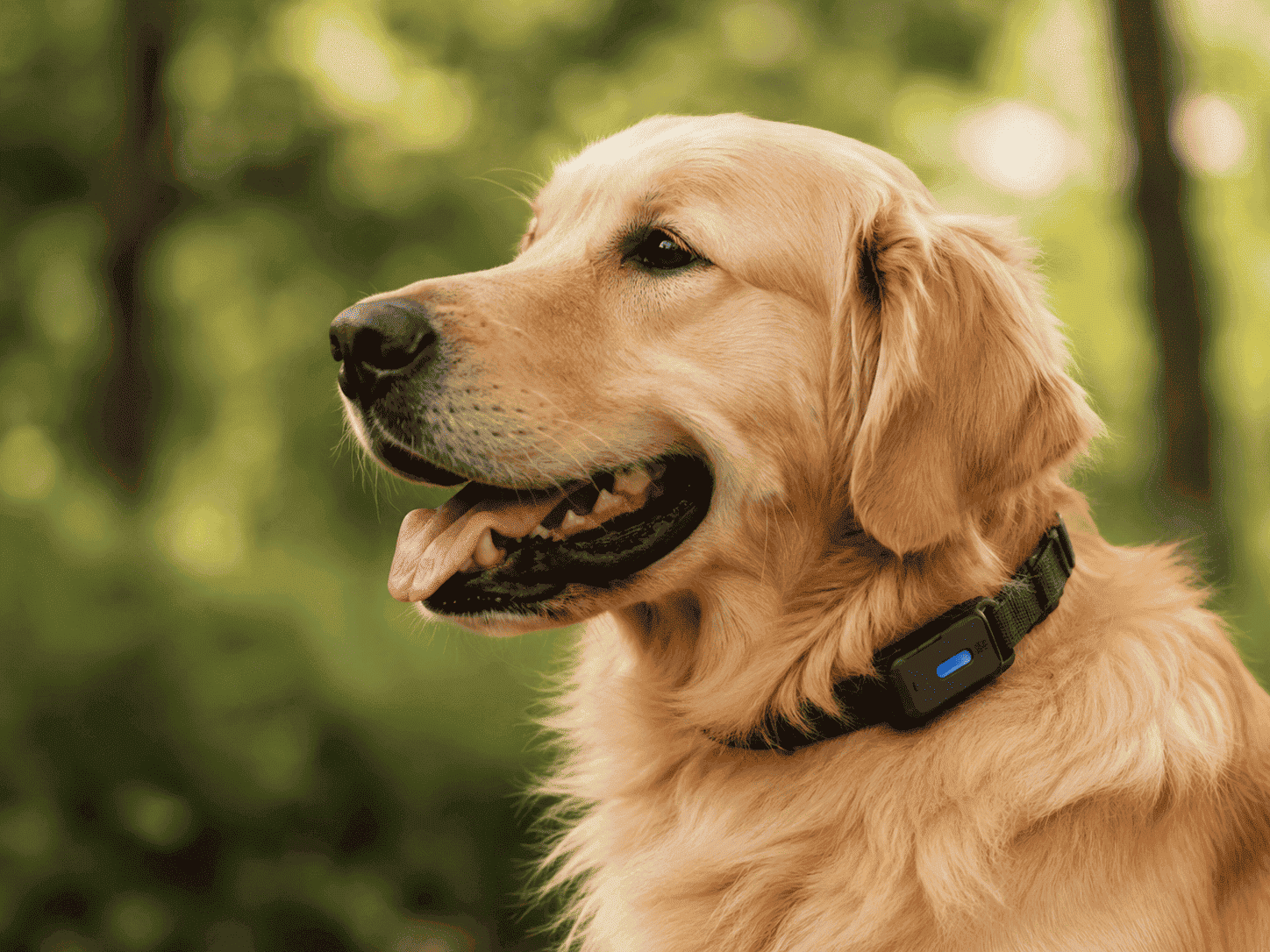Best Dog GPS Trackers