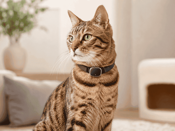 Best Cat GPS Trackers