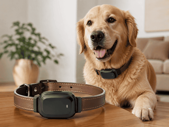 Best Dog GPS Trackers