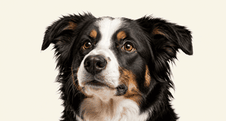 Friendly dog