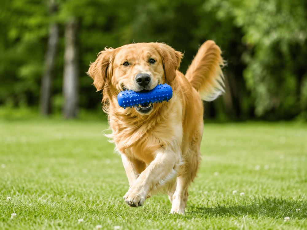 Best Dog Toys for Every Type of Play in 2026